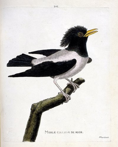 Zoologische kaart (ornithologie): roze merel (roze spreeuw of sturnus roseus) op een tak. Illustratie in “De Geschiedenis van de Vogels, Geschilderd in Hun Verschijnende en Gevoelige Aspecten” door Francois Nicolas Martinet (1731-1800). Privécollectie. door Francois Nicolas Martinet