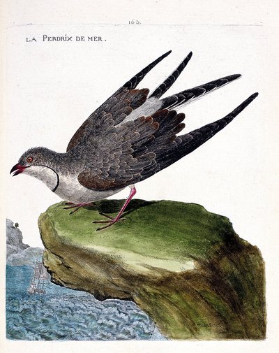 Zoologische kaart (ornithologie): zee patrijs (glareola pratincola). Illustratie in 