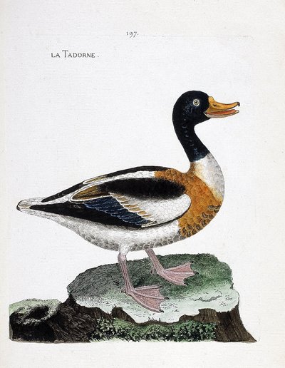 Zoologische kaart (ornithologie): tadorne (tadorne de belon of tadorna tadorna). Illustratie in 