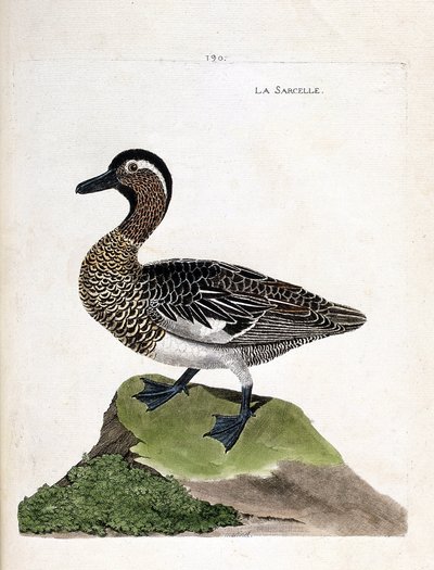 Zoologische kaart (ornithologie): zomertaling (anas querquedula). Illustratie in 