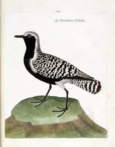 Zoologische kaart (ornithologie): de Zwitserse lam (zilveren plevier of pluvialis squatarola). Illustratie in “De Geschiedenis van de Vogels, Geschilderd in Hun Verschijnende en Gevoelige Aspecten” door Francois Nicolas Martinet (1731-1800). Privécollectie door Francois Nicolas Martinet