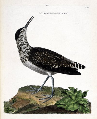 Zoologische kaart (ornithologie): de witgat (tringa ochropus). Illustratie in 