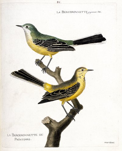 Zoologische kaart (ornithologie): de kwikstaart zelf en de lente kwikstaart (lente kwikstaart of motacilla flava) op een tak. Illustratie in 