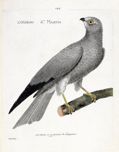 Zoologische kaart (ornithologie): de vogel sint maarten (busard sint maarten of circus cyaneus) op een tak. Illustratie in 