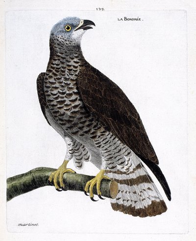 Zoologische kaart (ornithologie): de wespendief (wespendief of pernis apivorus) op een tak. Illustratie in 