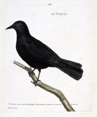 Zoologische kaart (ornithologie): de kauw (kauw of corvus monedula) op een tak. Illustratie in 