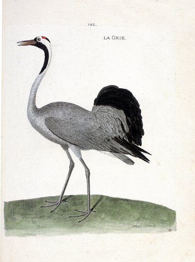 Zoologische kaart (ornithologie): de kraanvogel (kraanvogel of grus grus). Illustratie in 