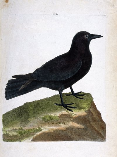Zoologische kaart (ornithologie): de kraai (zwarte kraai of corvus corone). Illustratie in "De Geschiedenis van de Vogels, Geschilderd in Hun Verschijning en Gevoelige Aspecten" door Francois Nicolas Martinet (1731-1800). Privécollectie. door Francois Nicolas Martinet