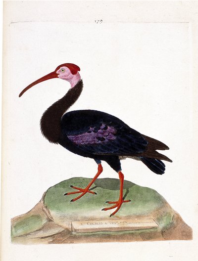 Zoologische kaart (ornithologie): de wulp heeft een kale kop van de kaap de goede hoop (ibis du cap of geronticus calvus). Illustratie in "De Geschiedenis van de Vogels, Geschilderd in Hun Verschijning en Gevoelige Aspecten" door Francois Nicolas Martinet  door Francois Nicolas Martinet