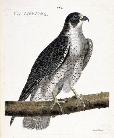 Zoologische kaart (ornithologie): de valk komt uit of valk uit (pelgrimsvalk of falco peregrinus) op een tak. Illustratie in “De Geschiedenis van de Vogels, Geschilderd in Hun Verschijnende en Gevoelige Aspecten” door Francois Nicolas Martinet (1731-1800). door Francois Nicolas Martinet