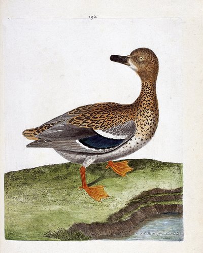 Zoologische kaart (ornithologie): de vrouwelijke wilde eend (wilde eend of anas platyrhynchos). Illustratie in “De Geschiedenis van de Vogels, Geschilderd in Hun Verschijnende en Gevoelige Aspecten” door Francois Nicolas Martinet (1731-1800). Privécollecti door Francois Nicolas Martinet