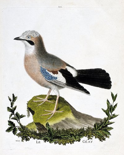 Zoologische kaart (ornithologie): de gaai (vlaamse gaai of garrulus glandarius). Illustratie in 
