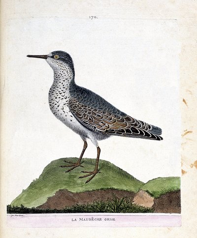 Zoologische kaart (ornithologie): de paarse strandloper (paarse strandloper of calidris maritima). Illustratie in 