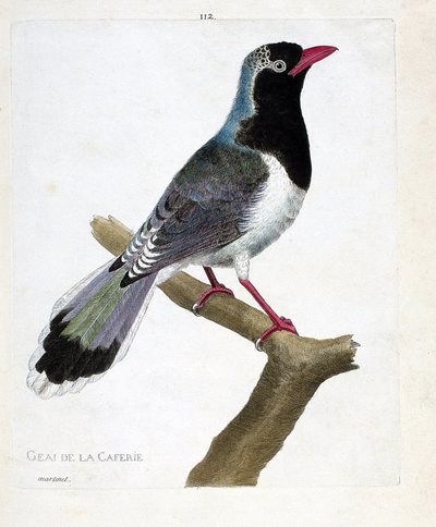 Zoologische kaart (ornithologie): de gaai van het koffiehuis (roodbek pirolla of urocissa erythrorhyncha). Illustratie in 
