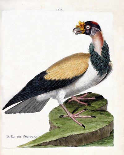 Zoologische kaart (ornithologie): de koningsgier (sarcoramph koning of sarcoramphus papa). Illustratie in 