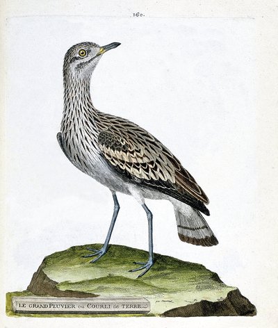 Zoologische kaart (ornithologie): de grote plevier (grote plevier of burhinus oedicnemus). Illustratie in 