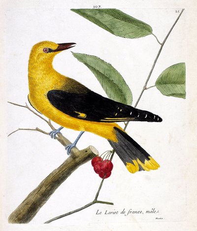 Zoologische kaart (ornithologie): de mannelijke Franse wielewaal (Europese wielewaal of oriolus oriolus) op een tak. Illustratie in 