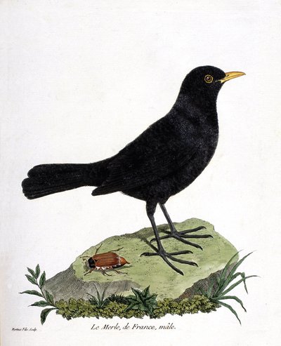Zoologische kaart (ornithologie): de mannelijke merel (zwarte merel of turdus merula). Illustratie in “De Geschiedenis van de Vogels, Geschilderd in Hun Verschijnende en Gevoelige Aspecten” door Francois Nicolas Martinet (1731-1800). Privécollectie. door Francois Nicolas Martinet