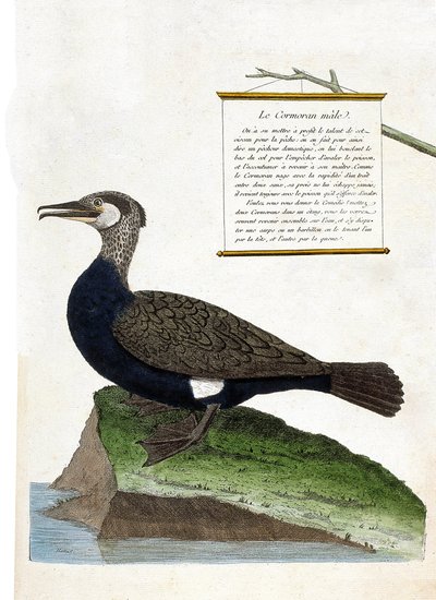 Zoologische kaart (ornithologie): de mannelijke aalscholver (grote aalscholver of phalacrocorax carbo). Illustratie in 