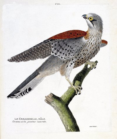 Zoologische kaart (ornithologie): de mannelijke waterkers (havik havik of falco tinnunculus) op een tak. Illustratie in 
