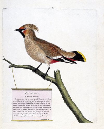 Zoologische kaart (ornithologie): de natuurlijk formaat pestvogel (bombycilla garrulus) op een tak. Illustratie in 