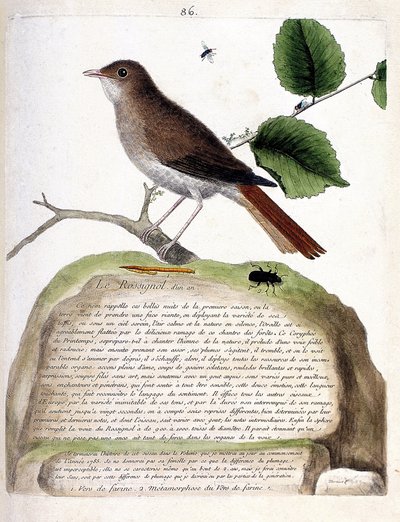 Zoologische kaart (ornithologie): de eenjarige nachtegaal (nachtegaal of luscinia megarhynchos) op een tak. Illustratie in 