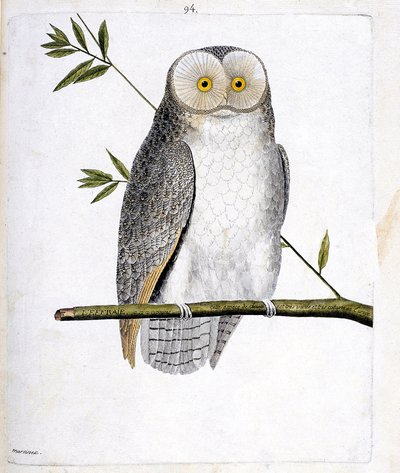 Zoologische kaart (ornithologie): de uil (kerkuil of Tyto Alba) op een tak. Illustratie in “De Geschiedenis van de Vogels, Geschilderd in Hun Verschijnende en Gevoelige Aspecten” door Francois Nicolas Martinet (1731-1800). Privécollectie. door Francois Nicolas Martinet