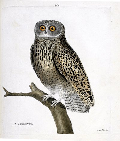 Zoologische kaart (ornithologie): de uil (hulotte uil of strix aluco) op een tak. Illustratie in "De Geschiedenis van de Vogels, Geschilderd in Hun Verschijning en Gevoelige Aspecten" door Francois Nicolas Martinet (1731-1800). Privécollectie. door Francois Nicolas Martinet