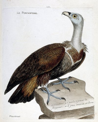 Zoologische kaart (ornithologie): de percnoptere (vale gier of fulvus gyps). Illustratie in "De Geschiedenis van de Vogels, Geschilderd in Hun Verschijning en Gevoelige Aspecten" door Francois Nicolas Martinet (1731-1800). Privécollectie. door Francois Nicolas Martinet