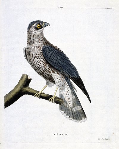 Zoologische kaart (ornithologie): de rots (emerillon valk of falco colombarius) op een tak. Illustratie in “De Geschiedenis van de Vogels, Geschilderd in Hun Verschijnende en Gevoelige Aspecten” door Francois Nicolas Martinet (1731-1800). Privécollectie. door Francois Nicolas Martinet