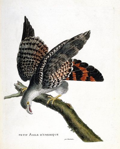 Zoologische kaart (ornithologie): de kleine Amerikaanse adelaar (buffon buizerd of circus buffoni) op een tak. Illustratie in 
