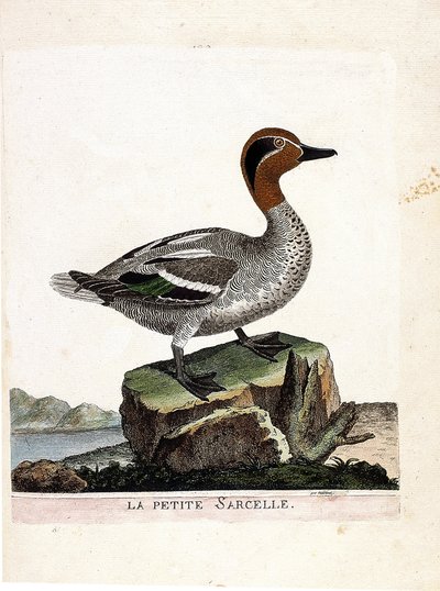 Zoologische kaart (ornithologie): de kleine wintertaling (wintertaling of anas crecca). Illustratie in "De Geschiedenis van de Vogels, Geschilderd in Hun Verschijning en Gevoelige Aspecten" door Francois Nicolas Martinet (1731-1800). Privécollectie. door Francois Nicolas Martinet