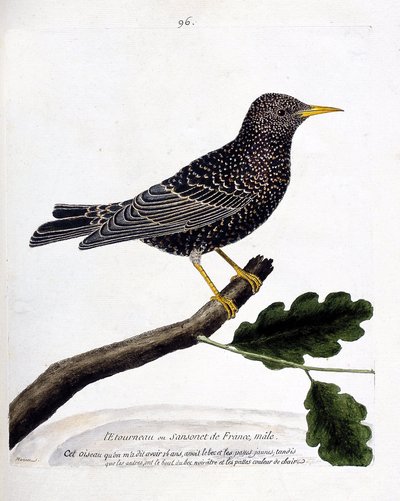 Zoologische kaart (ornithologie): de spreeuw (spreeuw of sturnus vulgaris) op een tak. Illustratie in 