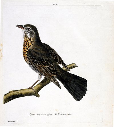 Zoologische kaart (ornithologie): de lijster die gewoonlijk de calandrotte wordt genoemd op een tak. Illustratie in "De Geschiedenis van de Vogels, Geschilderd in Hun Verschijning en Gevoelige Aspecten" door Francois Nicolas Martinet (1731-1800). Privécoll door Francois Nicolas Martinet