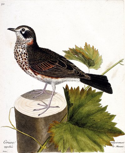 Zoologische kaart (ornithologie): de lijster die gewoonlijk de mauvis wordt genoemd (mauvis lijster of turdus iliacus) op een boomstam. Illustratie in "De Geschiedenis van de Vogels, Geschilderd in Hun Verschijning en Gevoelige Aspecten" door Francois Nico door Francois Nicolas Martinet