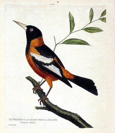Zoologische kaart (ornithologie): de troepiaal (troepiaal ofiole of icterus icterus) op een tak. Illustratie in 