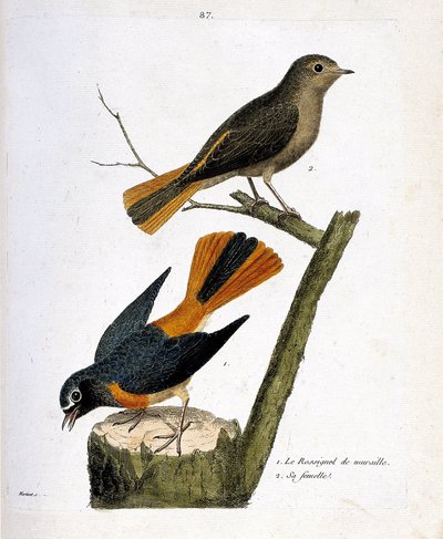 Zoologische kaart (ornithologie): de nachtegaal op een boomstronk en zijn vrouwtje (roodstaart met witte voorhoofd of phoenicurus phoenicurus) op de tak. Illustratie in 