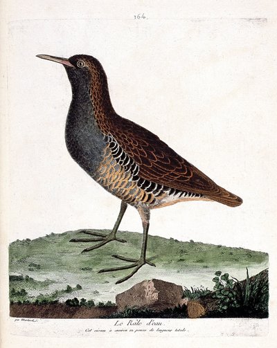 Zoologische kaart (ornithologie): de waterral (rallus aquaticus). Illustratie in 