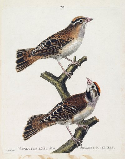 Zoologische kaart (ornithologie): de houtmus of de relief (Hudson mus of spizea arborea) en zijn vrouwtje (relief mus of petronia petronia). Illustratie in 