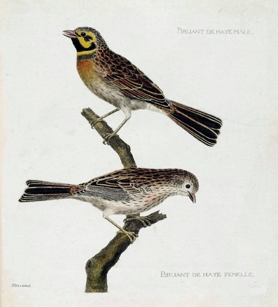 Zoologische kaart (ornithologie): van boven naar beneden: Mannelijke en vrouwelijke Haagse Mussen (zizi of emberiza cirlus) op een tak. Illustratie in “De Geschiedenis van de Vogels, Geschilderd in Hun Verschijnende en Gevoelige Aspecten” door Francois Nic door Francois Nicolas Martinet