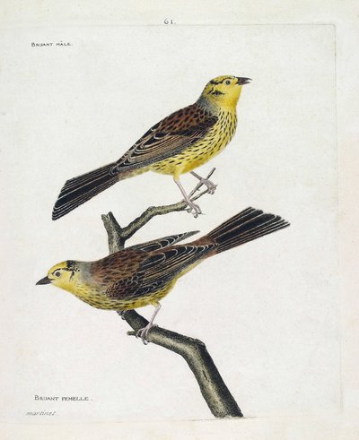 Zoologische kaart (ornithologie): boven naar beneden: Mannetje en vrouwtje mussen (gele mus of Emberiza citrinella). Illustratie in 