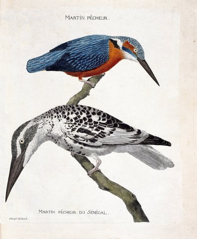 Zoologische kaart (ornithologie): van boven naar beneden: IJsvogel (ijsvogel van Europa of alcedo atthis) en ijsvogel van Senegal (ijsvogel pie of Ceryle rudis). Illustratie in "De Geschiedenis van de Vogels, Geschilderd in Hun Verschijning en Gevoelige As door Francois Nicolas Martinet