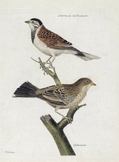 Zoologische kaart (ornithologie): van boven naar beneden: Rietgors (rietgors of Emberiza schoeniclus) en Ortolaan (ortolaan gors of Emberiza hortulana) op een tak. Illustratie in "De Geschiedenis van de Vogels, Geschilderd in Hun Verschijning en Gevoelige  door Francois Nicolas Martinet