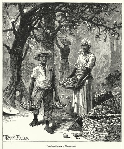 Perzikplukkers in Madagaskar (gravure) door Frank (after) Feller
