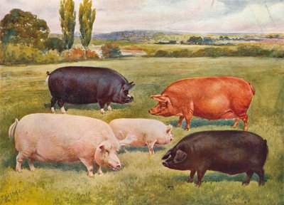 Varkensrassen, ca. 1902-1910 door Frank Babbage
