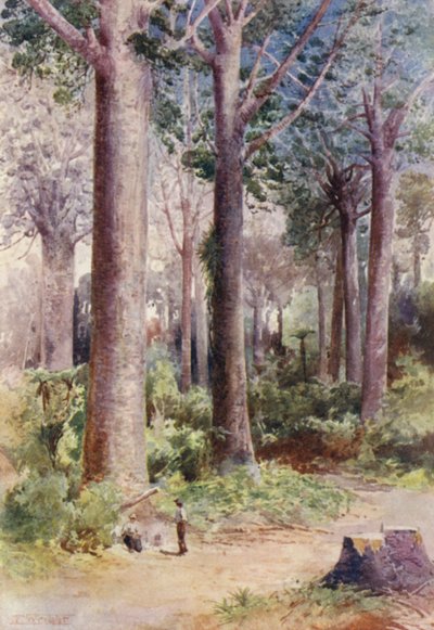 Nieuw-Zeeland: Onder de Kauri door Frank H Wright
