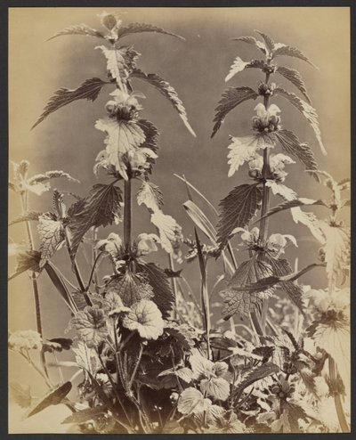 [Bloemenstudie]. door Frank Mason Good