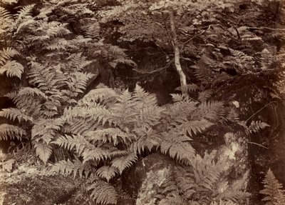 Naamloze varenstudie, late jaren 1870 door Frank Meadow Sutcliffe