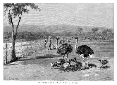 Struisvogelboerderij nabij Port Augusta, Zuid-Australië, 1886 door Frank P. Mahony