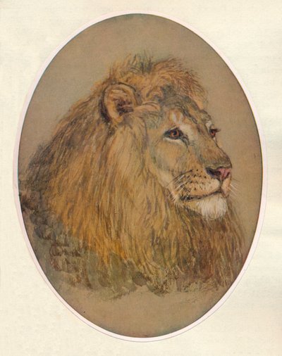 Leeuwenkop, ca. 1896 door Frank Paton